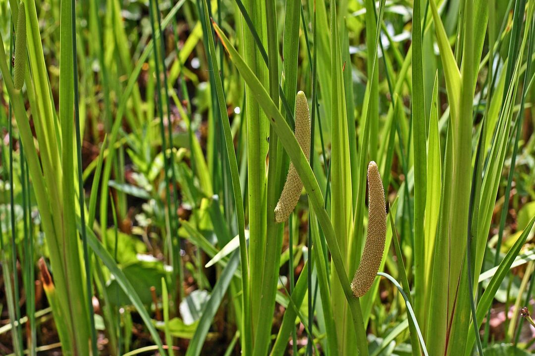 Calamus žolė potencijai